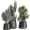 Stylish Bonsai Potted Plants with Cactus Palm and Grass in Dark Colored Ceramic Pots