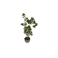 Elegant Decorative Potted Bonsai Plant With Lush Green Leaves And Slender Stems