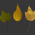 Three Leaves Showing Green to Yellow Color Transition on Dark Background