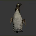 Realistic 3D Penguin Model With Detailed Texture Standing Pose And Studio Lighting