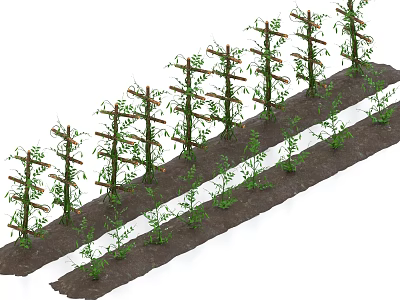 Healthy Vine Crops Growing On Trellis In Neatly Arranged Planting Rows With Seedlings 3d model