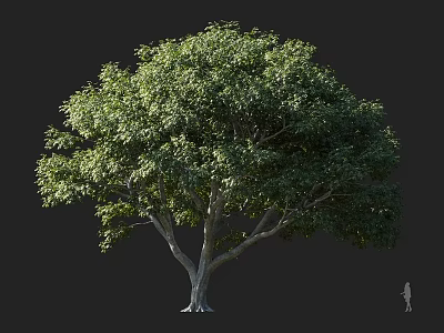 Large Tree With Lush Green Foliage And Thick Trunk For Landscape Design 3d model
