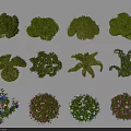 Various Ornamental Garden Shrubs With Diverse Shapes Colorful Blooms And Foliage