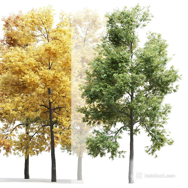 Deciduous Trees Showcasing Vibrant Yellow Autumn Foliage And Lush Green Spring Leaves 3d model 