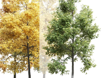 Deciduous Trees Showcasing Vibrant Yellow Autumn Foliage And Lush Green Spring Leaves 3d model