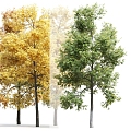 Modern Trees Trees 3d model