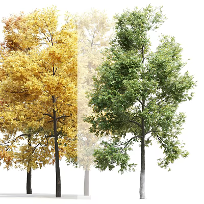 Deciduous Trees Showcasing Vibrant Yellow Autumn Foliage And Lush Green Spring Leaves 3d model