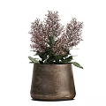Bonsai Potted Plants In Metal Pots With Pink Small Flowers And Green Leaves