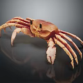 Crab With Orange Brown Body Large Claws And Long Legs On Black Reflective Surface