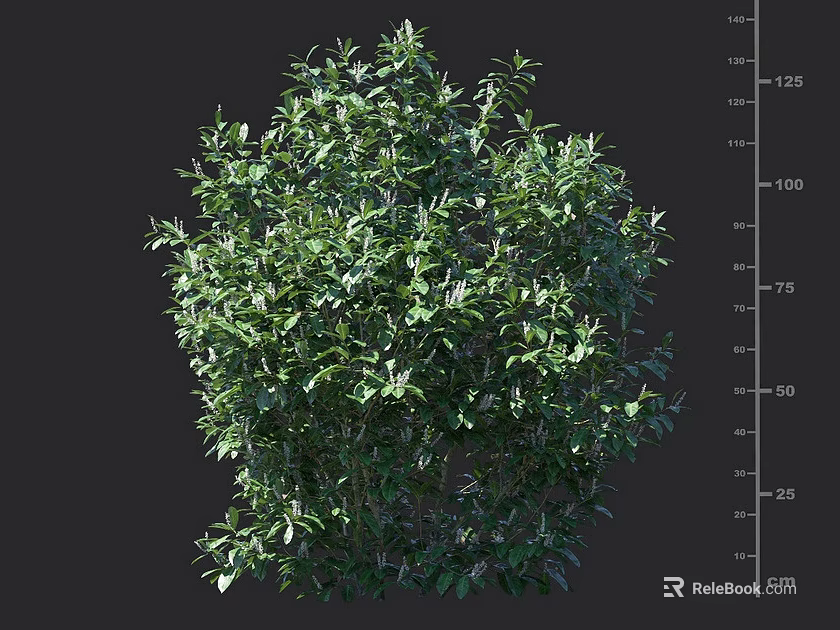 Lush Green Leafy Shrub With Height Measurement And Cm Scale Ruler 3d model