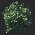 Lush Green Leafy Shrub With Height Measurement And Cm Scale Ruler 3d model