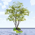 Green Leafy Tree with Trunks in White Planter and Purple Flowers Under Blue Sky