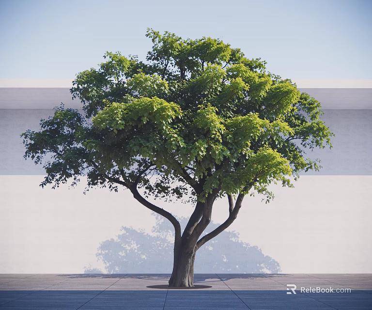Tall Arbor With Lush Green Leaves Dark Trunk Against White Wall And Gray Ground 3d model 