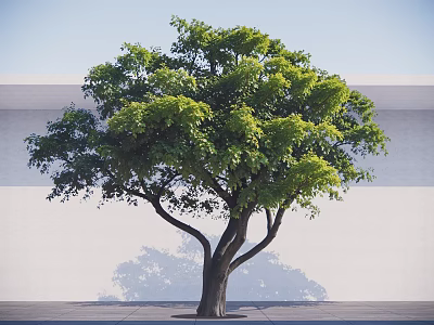 Tall Arbor With Lush Green Leaves Dark Trunk Against White Wall And Gray Ground 3d model