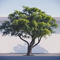 Tall Arbor With Lush Green Leaves Dark Trunk Against White Wall And Gray Ground