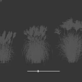 Ornamental Grasses with White Plumes and Green Leaves in Various Natural Forms