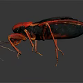 Red And Black Insect With Long Legs And Antennae Close Up Detailed View