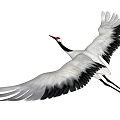 Graceful Red-crowned Crane flying gracefully with outstretched wings in open sky
