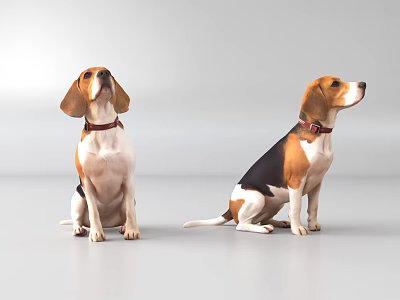 Cute Beagle Dogs Sitting On Gray Background With Red Collars Looking Up And Sideways 3d model