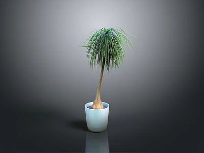 Green Plant with Long Thin Leaves Brown Trunk in White Pot on Gray Background 3d model