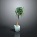 Green Plant with Long Thin Leaves Brown Trunk in White Pot on Gray Background
