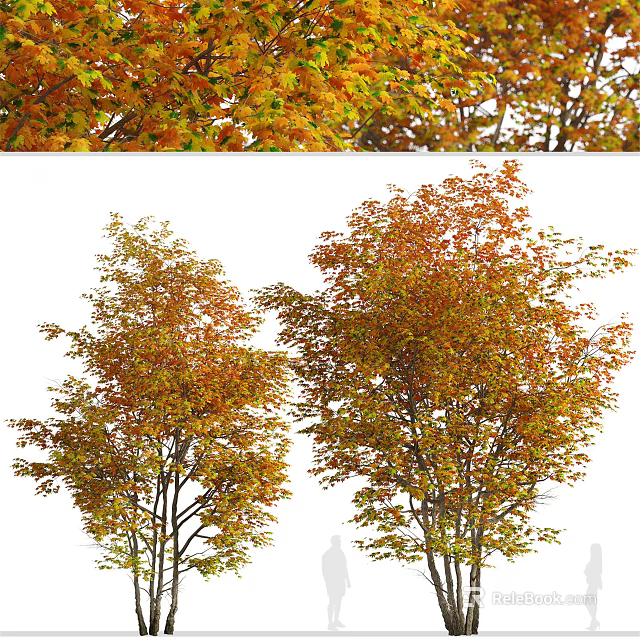 Vibrant Autumn Deciduous Trees With Orange Yellow Lush Foliage Canopy 3d model 