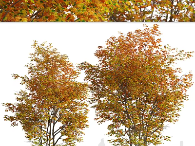 Vibrant Autumn Deciduous Trees With Orange Yellow Lush Foliage Canopy 3d model