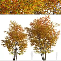 Vibrant Autumn Deciduous Trees With Orange Yellow Lush Foliage Canopy
