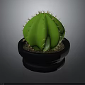 Potted Green Cactus Plant With Spines In Black Pot And Small Pebbles