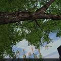 Scenic View Under Tree Featuring Lush Green Leaves Blue Sky Distant Building And Tall Grasses