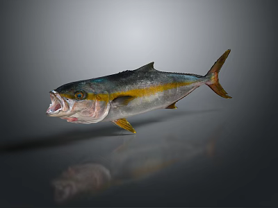 Catfish Carp Sturgeon Bass Freshwater Fish Various Carp Grass Carp Crucian Carp 3d model