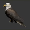 Majestic Bald Eagle Perched On Wooden Branch With White Head And Yellow Talons