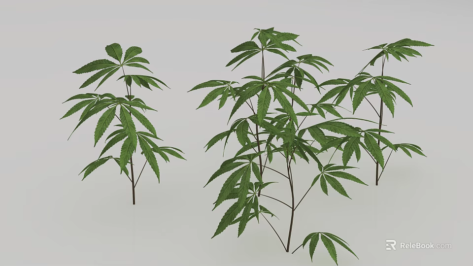 Multiple Green Plants With Compound Leaves And Slender Stems 3d model