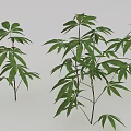 Multiple Green Plants With Compound Leaves And Slender Stems 3d model