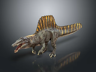 Spinosaurus Dinosaur Model With Sail Back Striped Body Open Mouth Gray Background Reflection 3d model