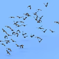 bird flock bird pigeon seagull flock bird crow flock 3d model