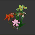 Colorful Lily Bouquet Featuring Red Pink Yellow White Lilies With Green Leaves Against Dark Background