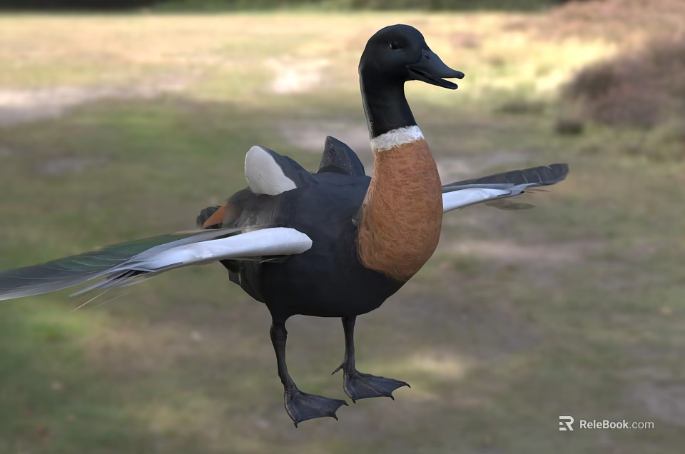 Black Headed Duck With Brown Chest And White Feathers Spreading Wings In Grassland 3d model 