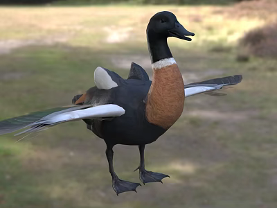 Black Headed Duck With Brown Chest And White Feathers Spreading Wings In Grassland 3d model