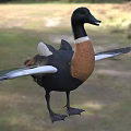 Black Headed Duck With Brown Chest And White Feathers Spreading Wings In Grassland
