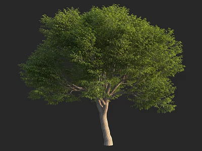 Lush Green Arbor With Dense Foliage Strong Trunk And Healthy Branches 3d model