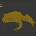Brown Frog With Rough Textured Skin Sitting On Dark Reflective Surface 3d model