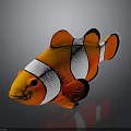 Vibrant orange and white striped clownfish with black fins and reflection on gray background