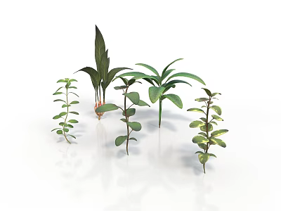 Green Plants With Various Leaf Shapes And Heights On White Background 3d model