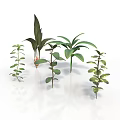Green Plants With Various Leaf Shapes And Heights On White Background