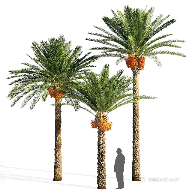 Tall Palm Trees with Straight Trunks Lush Green Fronds and Orange Fruits with Shadow 3d model 