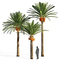 Tall Palm Trees with Straight Trunks Lush Green Fronds and Orange Fruits with Shadow