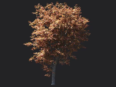 Tall Arbor With Orange Autumn Leaves And Textured Trunk Isolated On Dark Background 3d model
