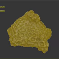 Coral Polyps Calcareous Structure Featuring Honeycomb Holes And Natural White Form