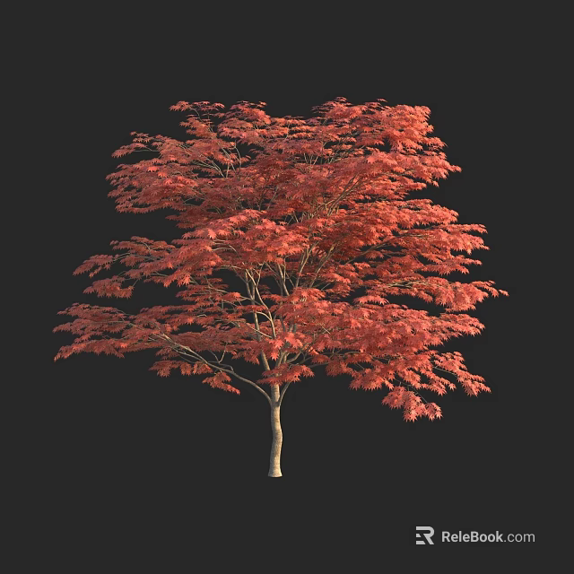 Red Leafed Arbor With Lush Canopy And Slender Trunk Against Dark Background 3d model